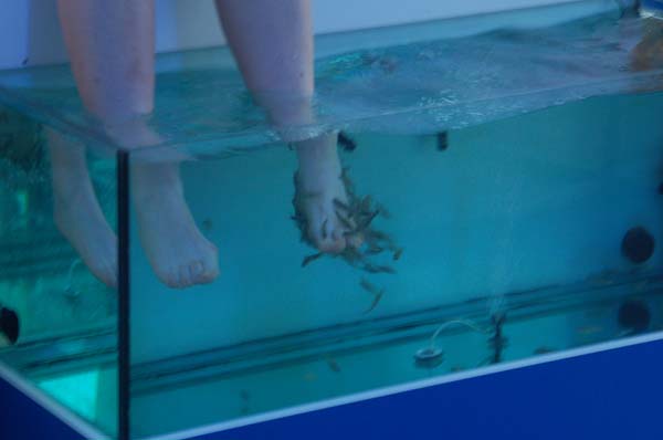 Fish Spa